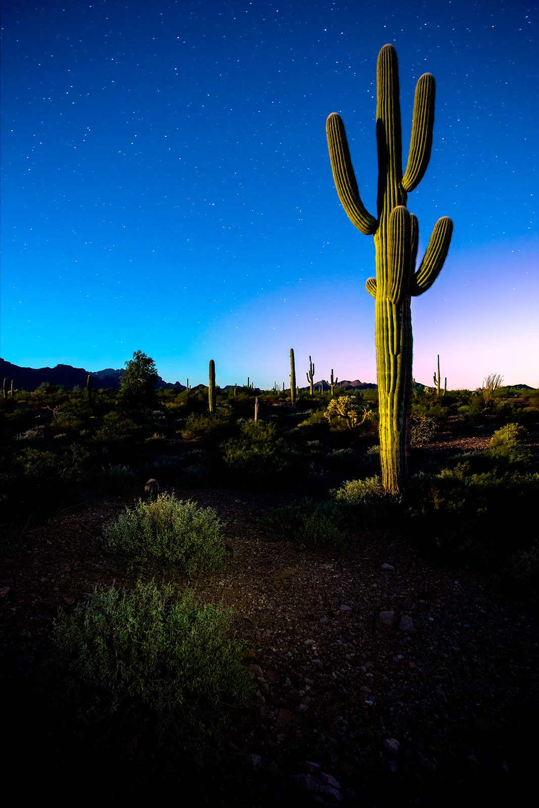 az-saguaro-moonlight