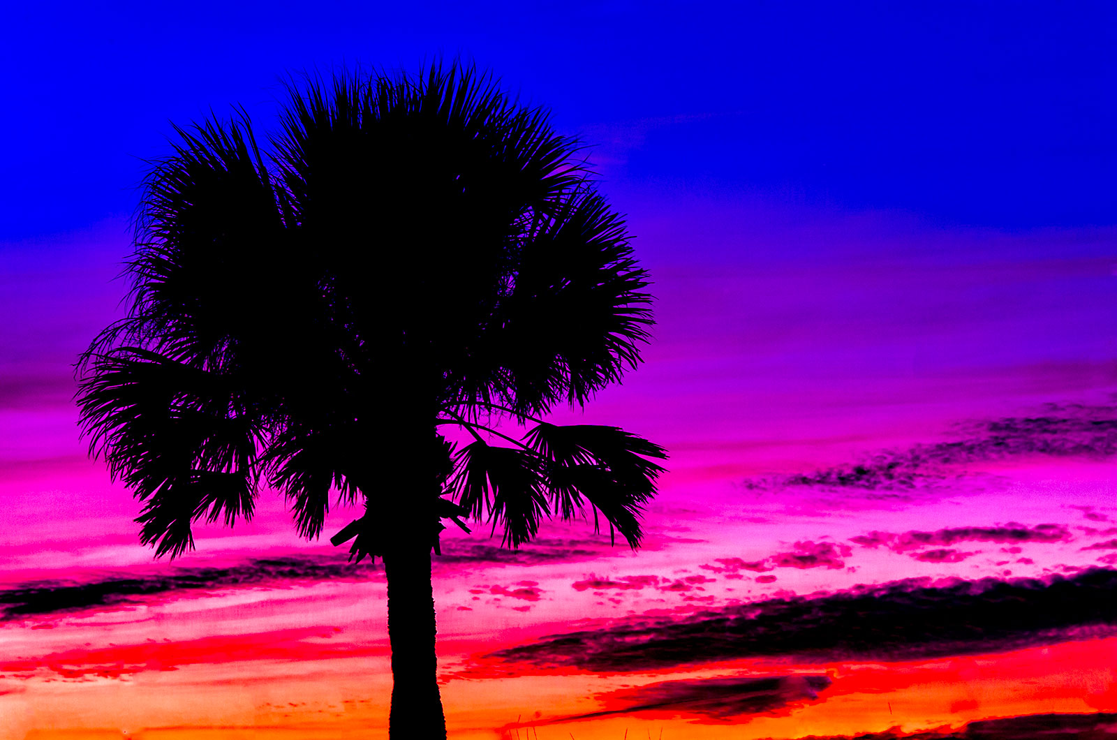 fl-venice-beach-palm-sunset